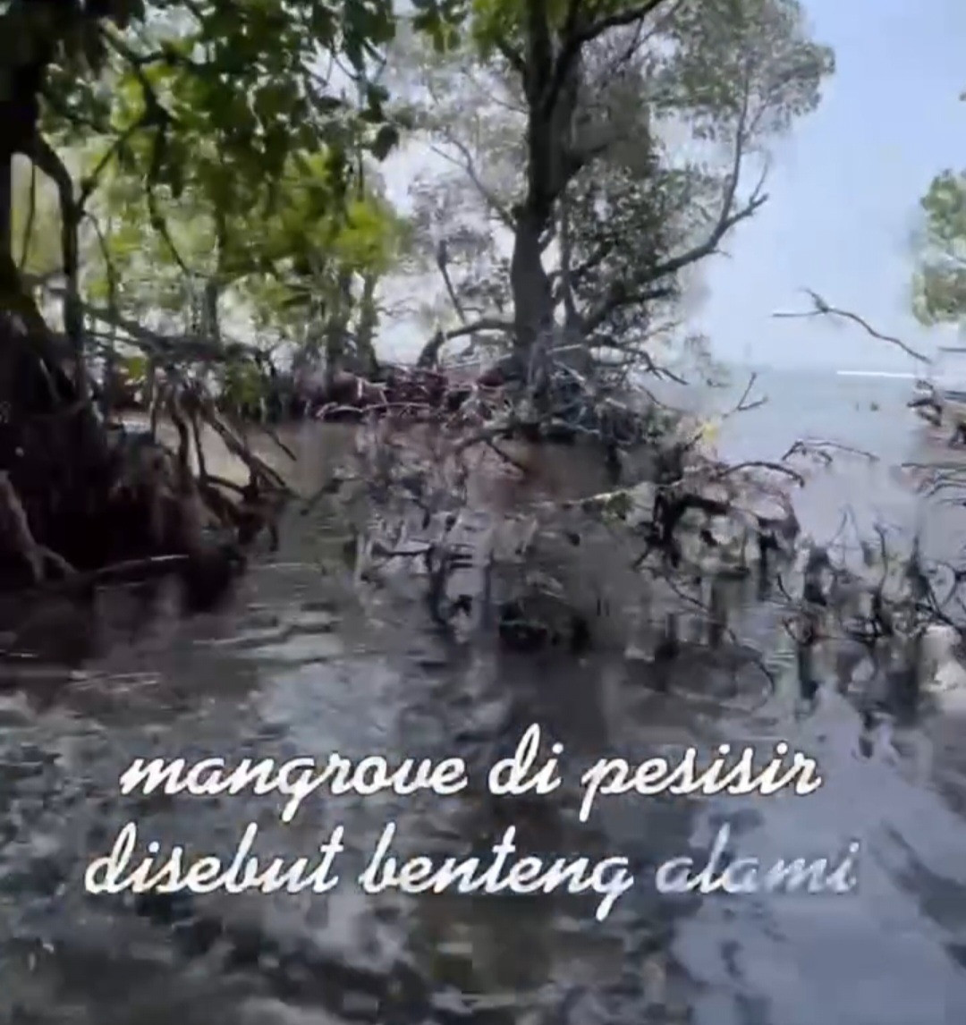 Muara Gembong, Permata Pesisir Kabupaten Bekasi: Akar Pepohonan Jadi Benteng Alami Penjaga Pantai