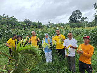 Perkuat Ketahanan Pangan, Polres Muratara dan Dinas Pertanian Kompak Panen Jagung Usai Senam Bersama