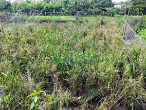 Petani Lubuklinggau Menjerit! Hama Tikus dan Burung Ancam Gagal Panen Massal